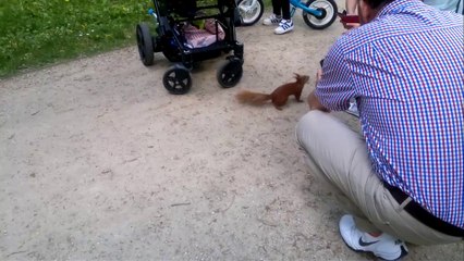 Squirrel Gets Very Close to Family in Search for Food