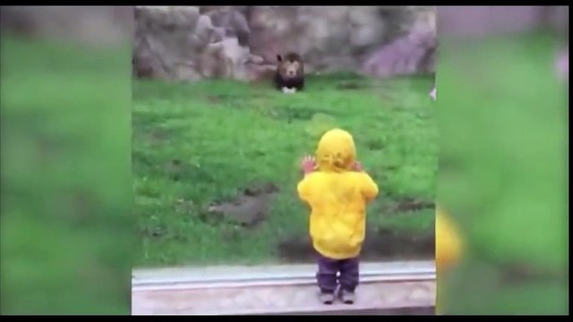 أسد يهاجم طفل شاهد ماذا حدث له