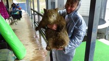 Mud-Soaked Wombat Shows Effects of Australian Storms