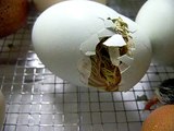 Civciv'in Yumurtadan Çıkış Anı