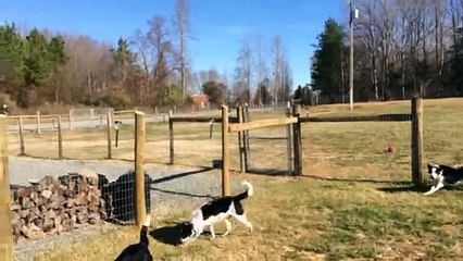 TBC's Border Collies 12-19-13