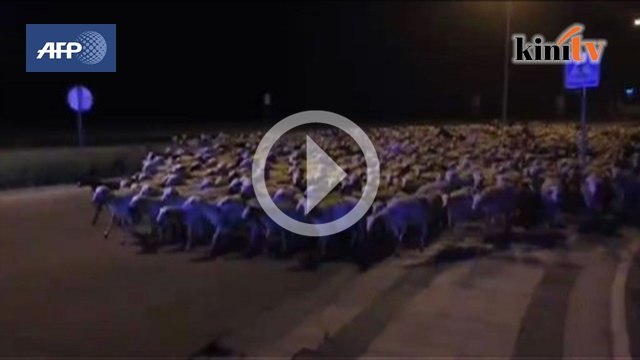 Pengembala tertidur, kambing berkeliaran di jalan