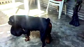 Rottweiler 2 meses y 28 dias(Sheldon)