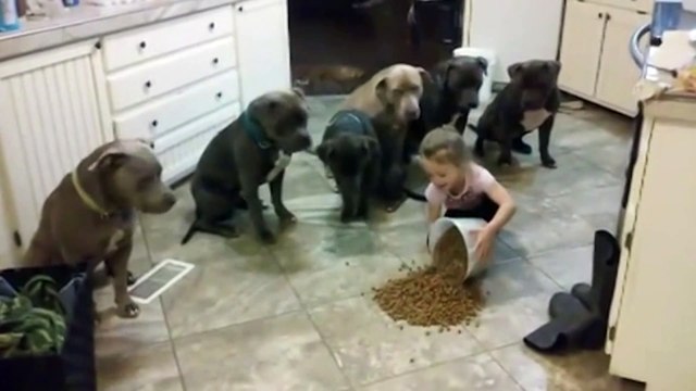 Cute Little Girl Controls Pit Bull Dogs !! Dog Trainer !! Viral Video_Full HD