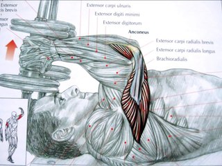 Bodybuilding triceps exercises and anatomy