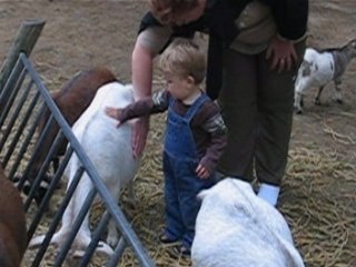 THOMAS ET LES CHEVRES