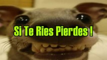 SI TE RIES O SONRIES PIERDES ( 99% IMPOSIBLE )