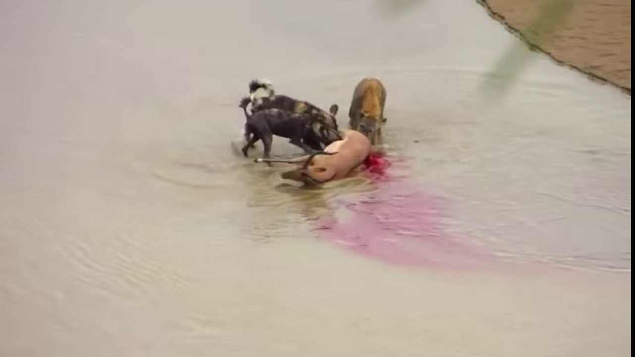 Wild Animal Attacks  - SHOCK Wild Dog Eating Deer, Impala When Alive - Animals Attack