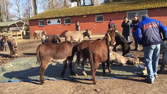 Des ânes pleurent la mort de leur ami