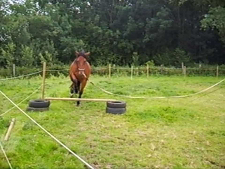 Queno saute en longe