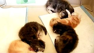 10 days old kittens