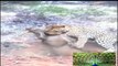 Leopard Kills Warthog in Burrow - Video Dailymotion