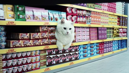 Quand les chats font les courses au supermarché... WTF ?!