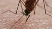 Piqûres de moustiques filmées en vue macro... Impressionnant !