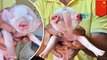 Two-headed piglet born on China farm with two snouts and three eyes