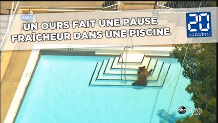 Download Video: Un ours fait une pause fraîcheur dans une piscine de Californie