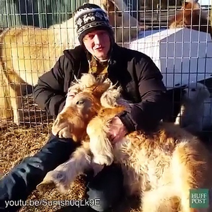 Des chevaux qui se prennent pour des chiens - Compilation d'animaux adorables