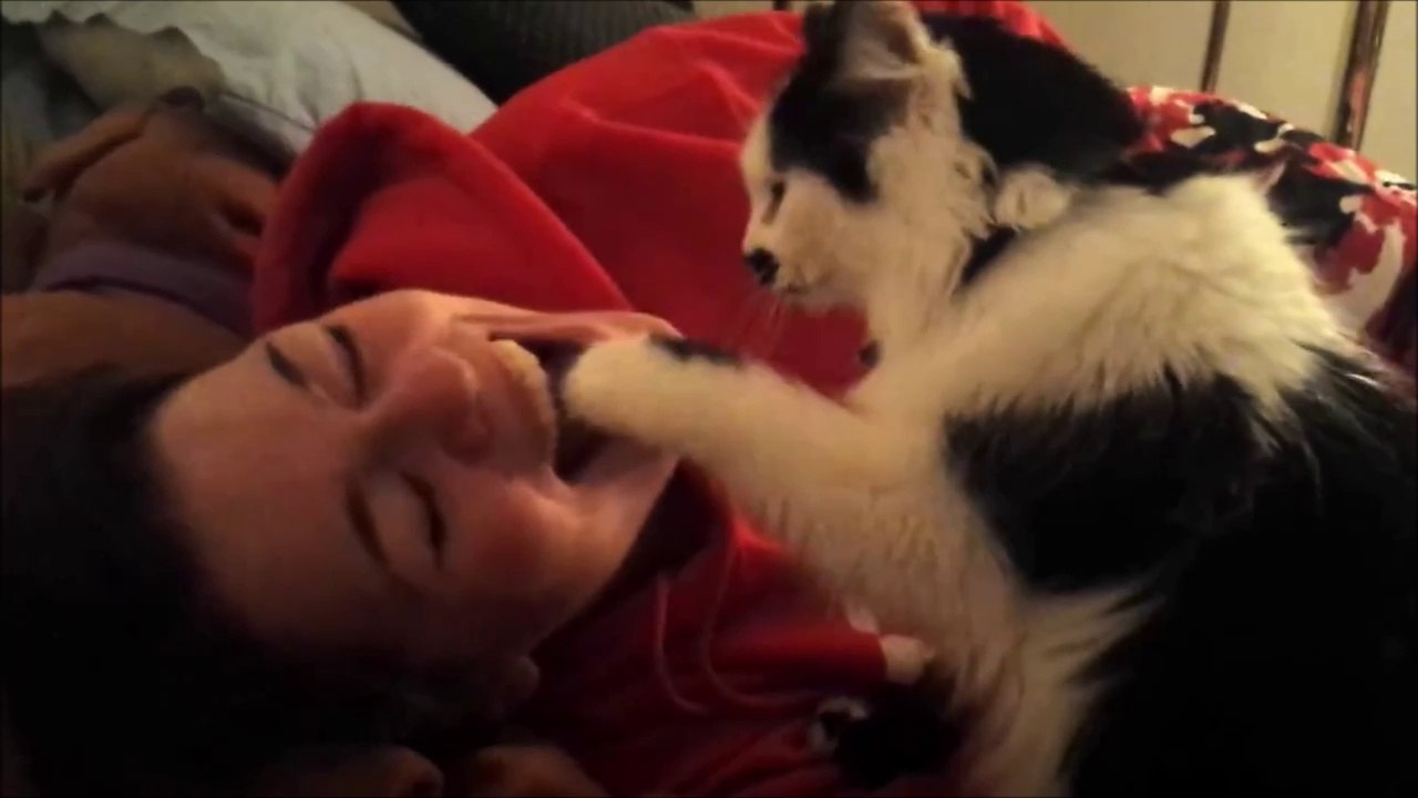 Ce chat tente tout pour faire taire sa maitresse qui chante