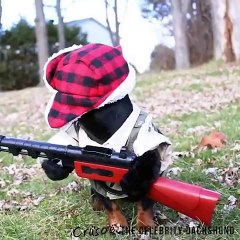 Funny hunting dog. Dachshund.