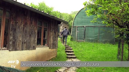 Deux jeunes lynx relâchés dans le massif du Jura