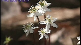 科学映像館　Wild Plants of Kochi (Coptisquinquefolia.自生地のバイカオウレン）