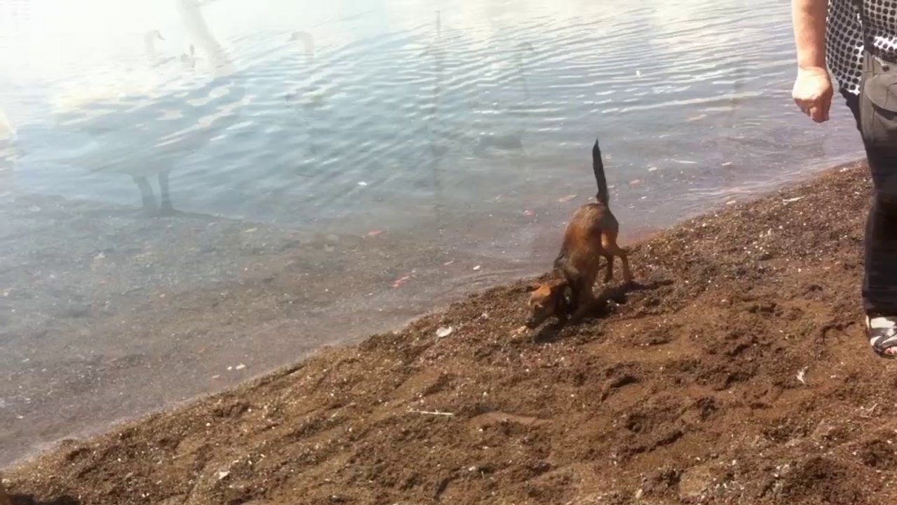 Sunny al lago