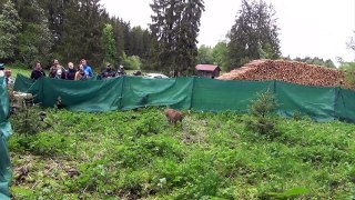 Two Rescued Lynxes Released Into The Wild In Jura Mountains