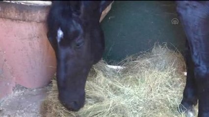 Beden Eğitimi Öğretmeni Olamayınca "Seyis" Oldu - Samsun