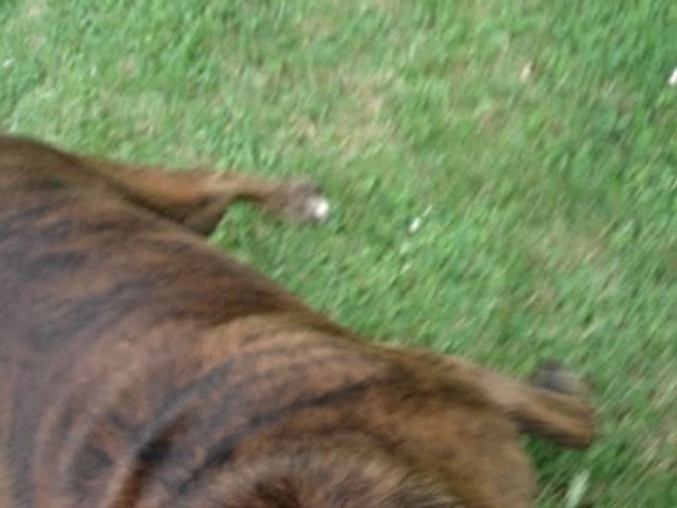 sandy mon chien boxer