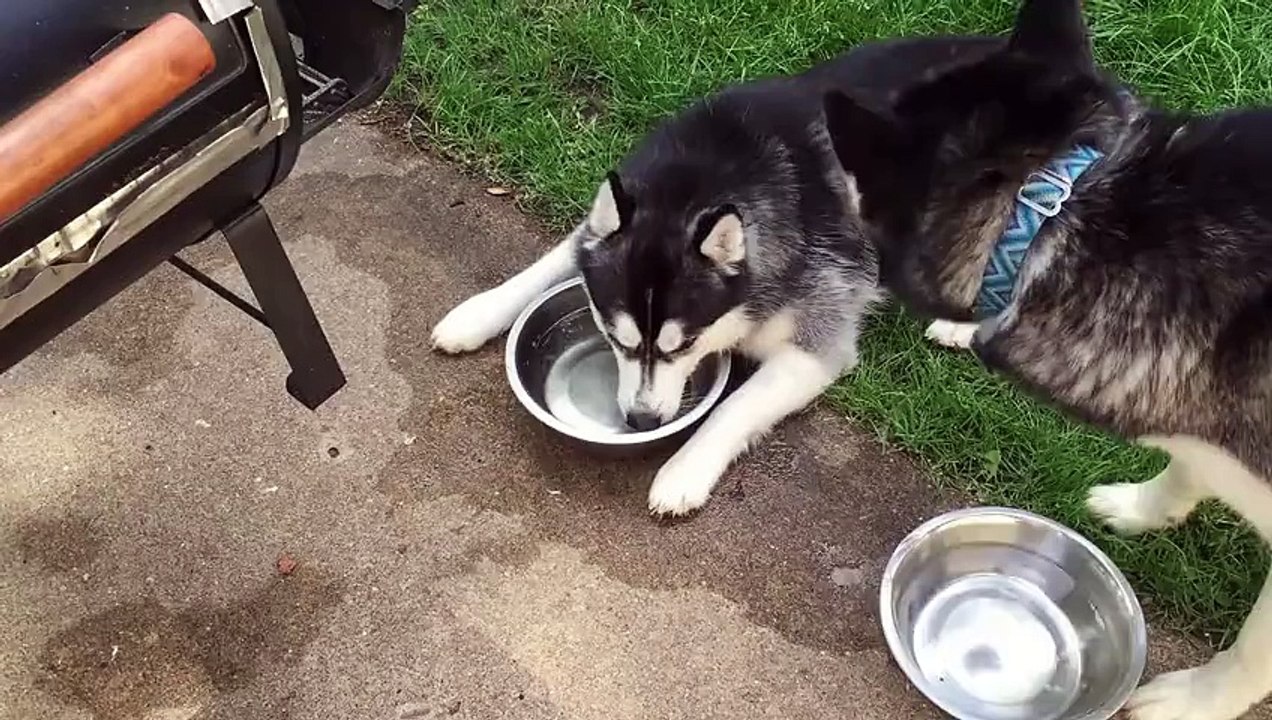 Ce Husky à une façon très drôle de meubler son temps, regardez ce qu'il fait avec sa gamelle