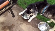 Ce Husky à une façon très drôle de meubler son temps, regardez ce qu'il fait avec sa gamelle