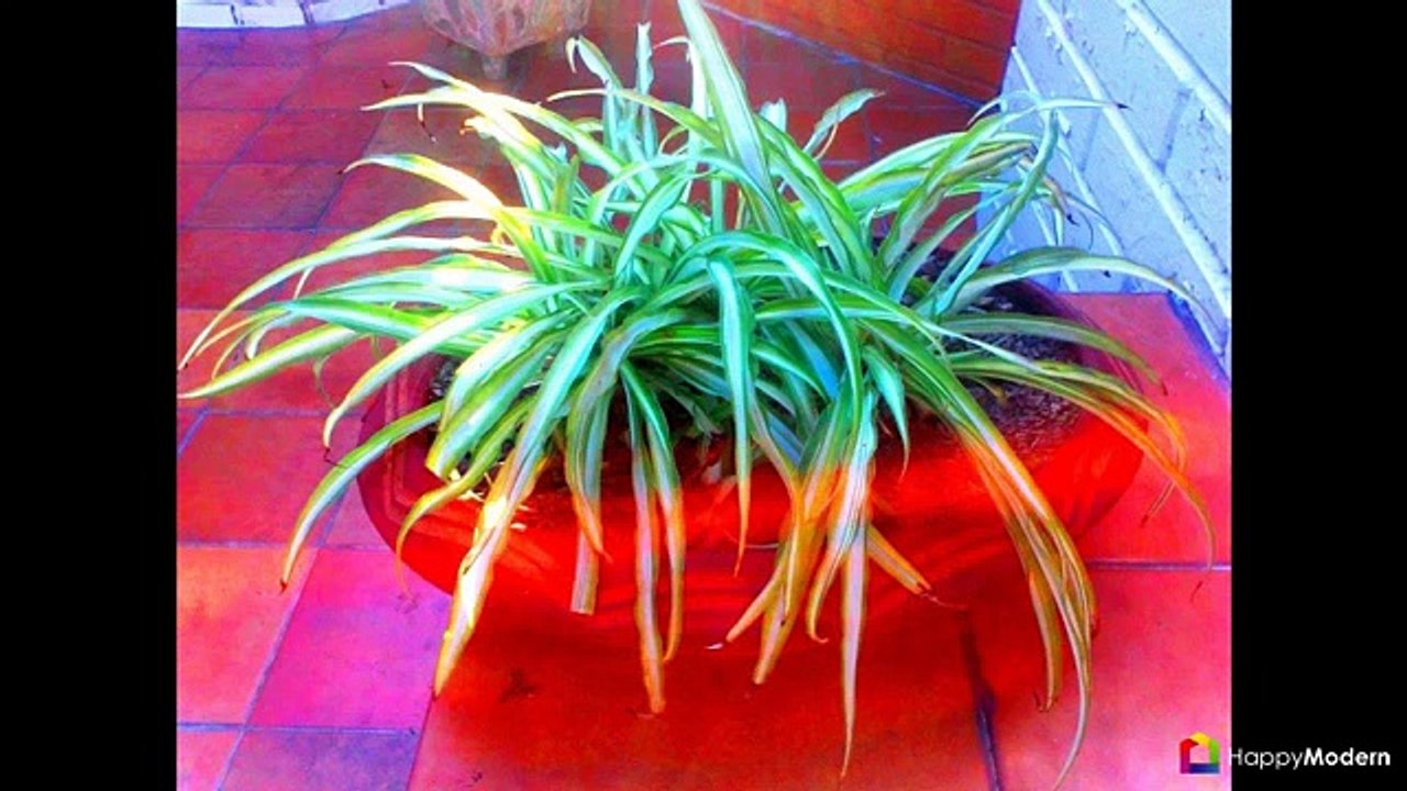 Хлорофитум (55 фото) полезное и пестрое комнатное растение