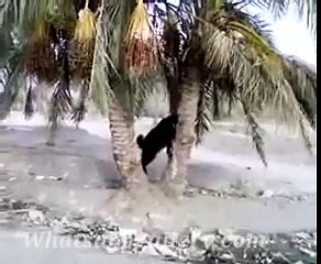 whatsapp latest funny videos intelligent goat climbs on tree