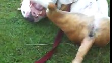 Sausage Draggin Spike