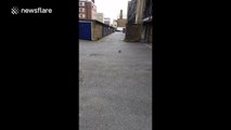 Unlucky pigeon struggles to hold onto piece of bread