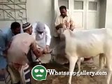 whatsapp latest funny videos mad bull running in between crowd