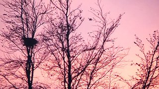 wolken roze paars zo 17 11 2013 hasselt