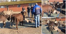 Grupo de burros chora de tristeza e em agonia a morte de um amigo