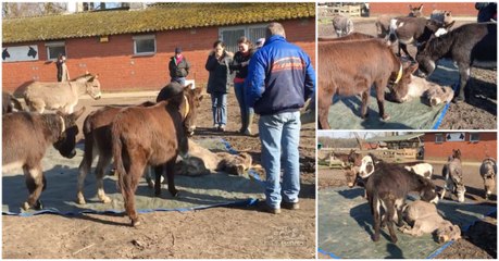 Grupo de burros chora de tristeza e em agonia a morte de um amigo