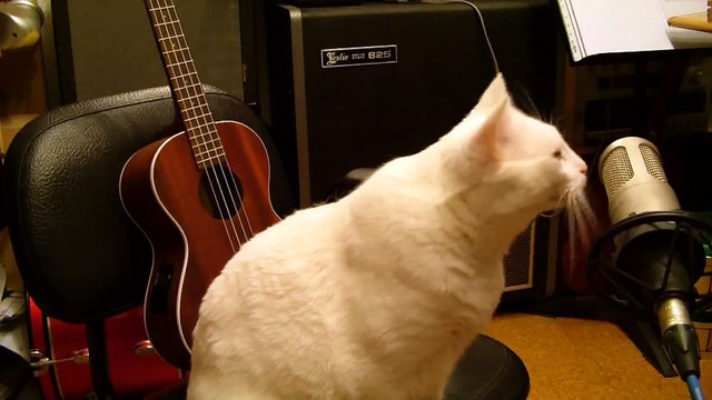 Ronronnements de satisfaction d'un Chat enregistrés en studio