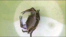HAve you ever watched crab leaving its skin