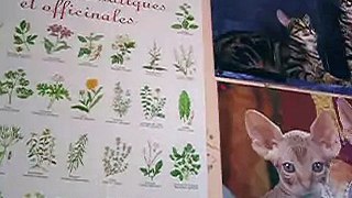 posters of cat