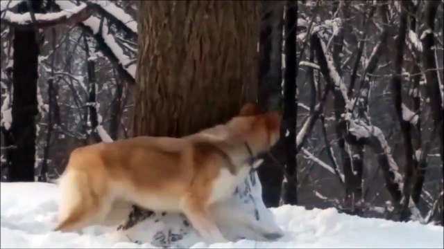 Le chat et la souris ou le chien et l'ecureuil