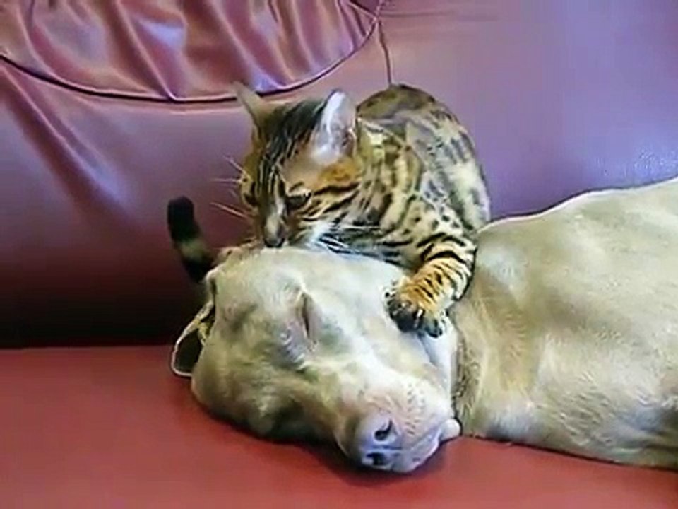 Кот Гипнотизирует Собаку - Прикол !