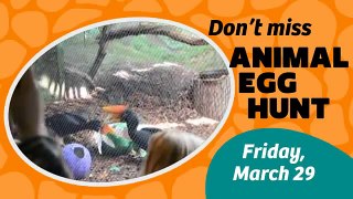 Animal Egg Hunt at the Toledo Zoo