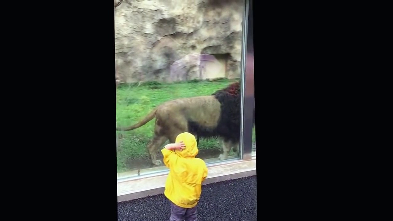 Lion at Japan zoo tries to paw Boy through Glass-Trendviralvideos