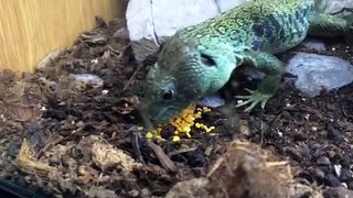 Arcadia Reptile HQ, Eyed lizard eating Bee Pollen