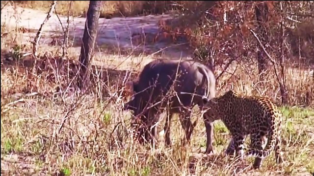 Most Amazing Wild Animal Attacks - Jaguar, Lion, Bird, Ostrich, Crocodile