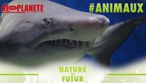 [Nature=Futur] Requins : N'ayez pas peur des dent(icule)s de la mer