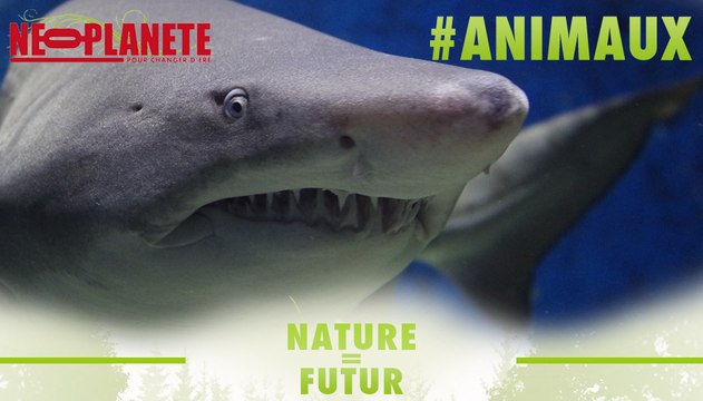 [Nature=Futur] Requins : N'ayez pas peur des dent(icule)s de la mer